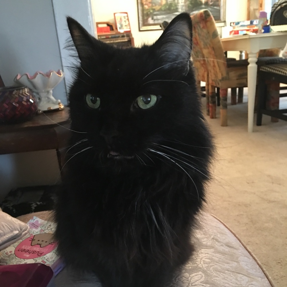 Meet your Posher, Lila